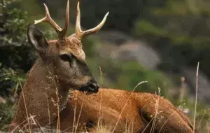 El Huemul: Un Símbolo Chileno al Borde de la Extinción