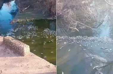 Alerta Ambiental en Entre Ríos por Muerte Masiva de Peces en el Arroyo El Curro