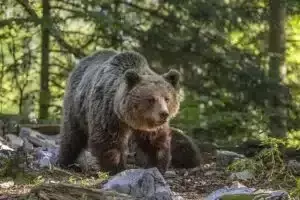 El Regreso Triunfal del Oso Pardo a los Pirineos Españoles: Un Símbolo de Esperanza para la Biodiversidad