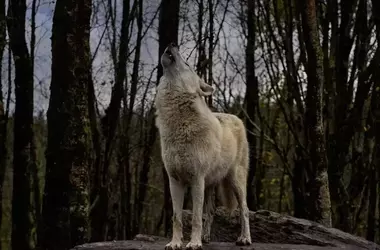 Suspensión de la Caza de Lobos Ibéricos en Galicia: Victoria para la Conservación