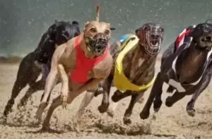 La Cruel Realidad de los Galgos: Un Llamado Urgente a la Legislación en Chile y el Mundo