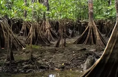 La Danza del Manglar: Un Canto Ancestral por la Conservación en Muisne