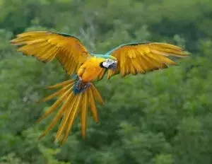 El Precio Oculto de las Plumas Exóticas y un Comercio que Amenaza Aves Emblemáticas
