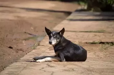 El Día Internacional del Perro Callejero: Un Llamado Urgente a la Adopción Responsable