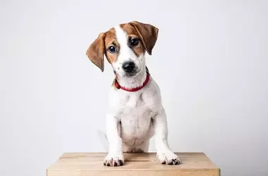 El Dulce Secreto Detrás de la Inclinación de Cabeza Canina: Una Forma Profunda de Comunicación