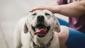 Escuela Delia Zapata Olivella: Un Santuario Educativo para Animales Abandonados en Bogotá