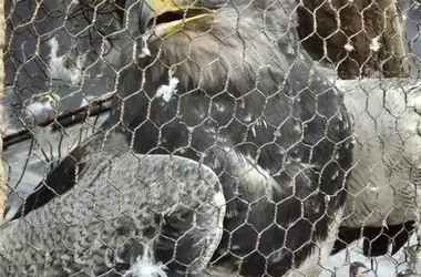 Aves Silvestres Rescatadas del Tráfico Ilegal en Mendoza: Un Vuelo Hacia la Libertad
