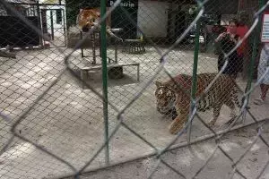 Un Vistazo al Abandono: El Doloroso Legado del Ex Zoológico de Luján y la Esperanza de sus Animales