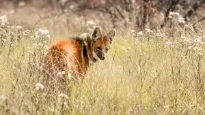 Un Paso Crucial en la Conservación: Liberación Exitosa de un Aguará Guazú en Santa Fe