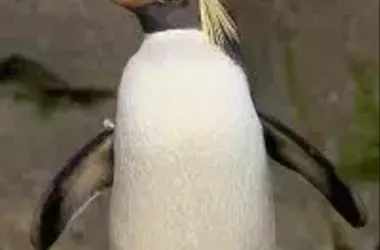 Un Visitante Inesperado: El Pingüino de Penacho Amarillo del Norte en la Costa de Río Negro