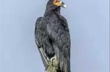 La Crianza de Buitres sin Contacto Humano: Una Estrategia Crucial para la Conservación en el Zoológico de Praga