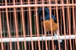Creciente Preocupación en Tucumán por el Tráfico Ilegal y Abandono de Fauna Silvestre
