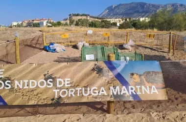 Voluntariado para la Protección de Nidos de Tortuga Marina en Denia