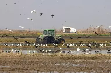Alerta Ambiental en l'Albufera: Residuos Químicos y Sólidos Reaparecen Tras la DANA