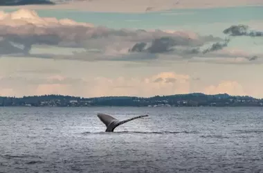 Terremoto en Rusia: Cuatro Ballenas Encalladas en Japón Antes de la Alerta de Tsunami