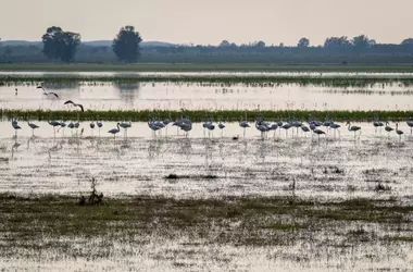 La Degradación de Humedales Ramsar en España Pone en Riesgo a Aves Acuáticas
