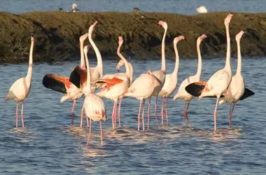 Marismas del Odiel: Nuevo Reconocimiento Como Zona de Especial Conservación