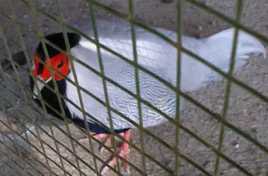Tragedia en el Zoologíco de Aves de Palencia: Un Incendio Mortal y el Debate sobre el Cautiverio Animal