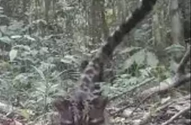 Esperanza Renace para el Leopardo Nublado en el Parque Nacional Tanjung Puting