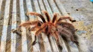 Arácnido en Peligro: Rescate de una Taránula Amenazada en Colombia Subraya Urgencia ante Tráfico de Especies
