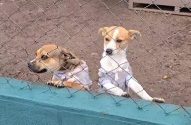 Rescate Animal en Córdoba: Dos Perros Maltratados Reciben Segunda Oportunidad