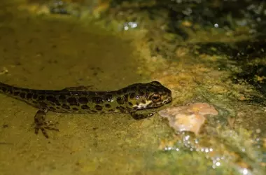La Amenaza Silenciosa: Especies Protegidas Introducidas Ilegalmente y su Impacto en la Biodiversidad