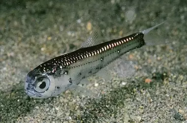 La Agotamiento de Oxígeno en Aguas Profundas Amenaza Peces Mesopelágicos