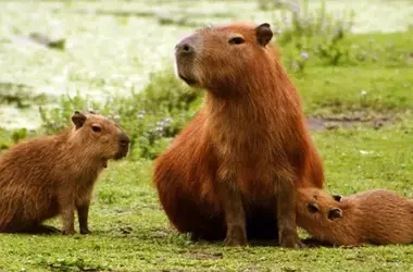 El Tepezcuintle: Un Roedor Nocturno y Elusivo en Contraste con la Famosa Capibara