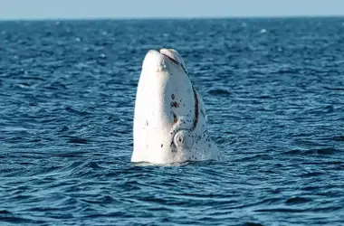 Puerto Madryn: Un Santuario Natural para la Majestuosa Ballena Franca Austral