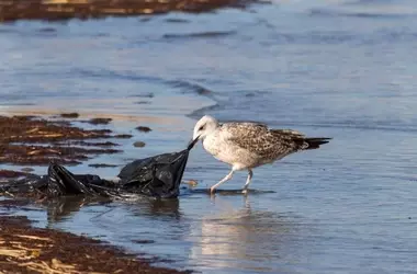 Por qué evitar plásticos en el campo protege el medioambiente
