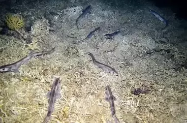 Detectan niveles elevados de mercurio en un tiburón del Mediterráneo occidental