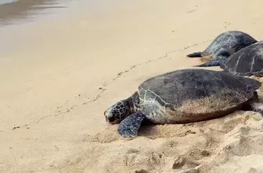Casi la mitad de las playas de anidación de tortugas de todo el mundo presentan microplásticos