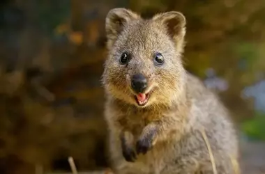 El Quokka: De Símbolo de Felicidad a Barómetro de una Crisis Ambiental en Australia