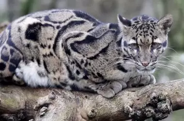 Celebrando al Leopardo Nublado: Un Llamado Urgente a la Conservación