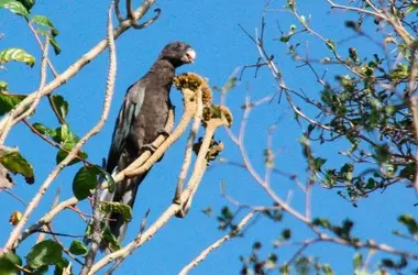 El Loro Negro de Seychelles: Un Emblema de la Conservación en el Océano Índico