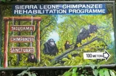 Santuario de Chimpancés en Sierra Leona Alza la Voz Contra la Deforestación