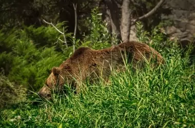 Denuncia ambiental: la caza furtiva de osos pardos amenaza la biodiversidad asturiana
