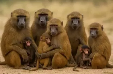 La Crueldad Oculta de los Zoológicos: El Sacrificio de Babuinos en Núremberg