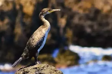 Jóvenes Científicos Recrean el Viaje de Darwin para Abordar Retos Oceánicos Actuales