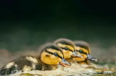 Doñana: Un Año de Esperanza para las Aves Acuáticas, pero la Preocupación Persiste