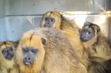 Monos Carayá Rehabilitados y Liberados en Corrientes: Un Triunfo de la Conservación