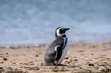 Pingüinos de Magallanes: Revelan Mayoría de Hembras Jóvenes en Varamientos en Río Negro