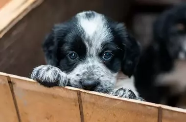 Un Hito en Córdoba: Programa de Zoonosis Supera las 10,000 Esterilizaciones en Siete Meses