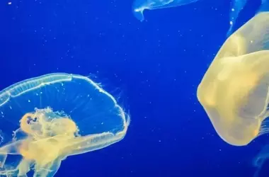 La Crisis de las Medusas: Un Reflejo de la Degradación Marina en España