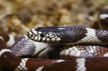 Impacto Ecológico de la Culebra Real de California en Gran Canaria: Una Cascada Invasora Amenaza la Biodiversidad Local