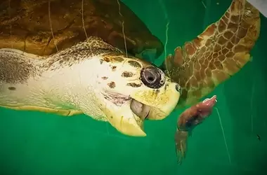 El Viaje Épico de Jorge: Un Hito de Conservación y Superación en el Océano