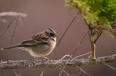 Desmantelada una Red de Tráfico Ilegal de Aves Fringílidas en Barcelona