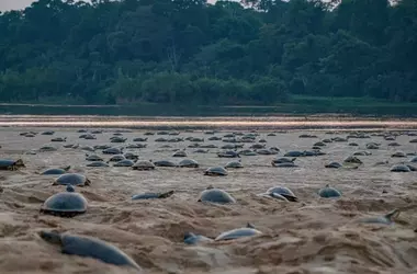 Drones Revelan el Sitio de Anidación Más Grande de Tortugas Gigantes de Río: Un Avance para la Conservación