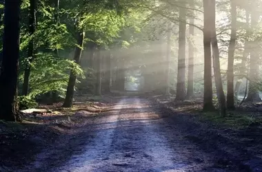 RECONECTA Impulsa la Valoración de Bosques Abandonados en Soria a Través de la Custodia del Territorio
