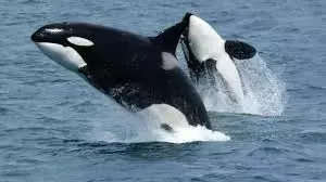 Encuentro Cercano con Orcas en Puerto Madryn: Un Sustazo Inesperado para Buzos